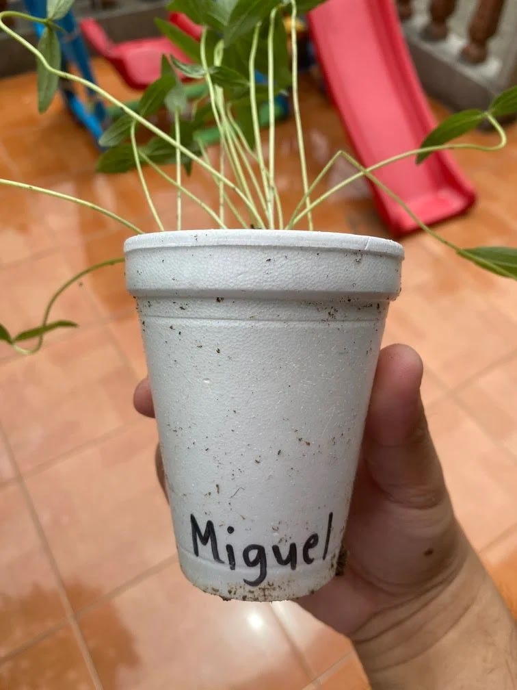 One of the activities in Miguel's LSEN class is to plant seeds