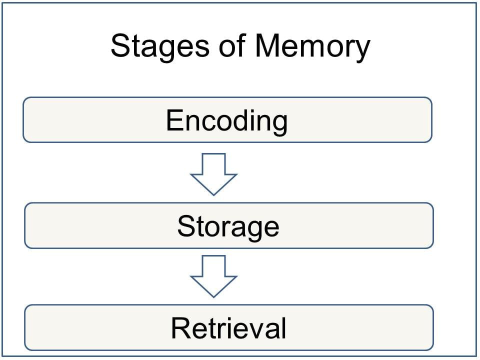 Memory Stages: Encoding Storage and Retrieval