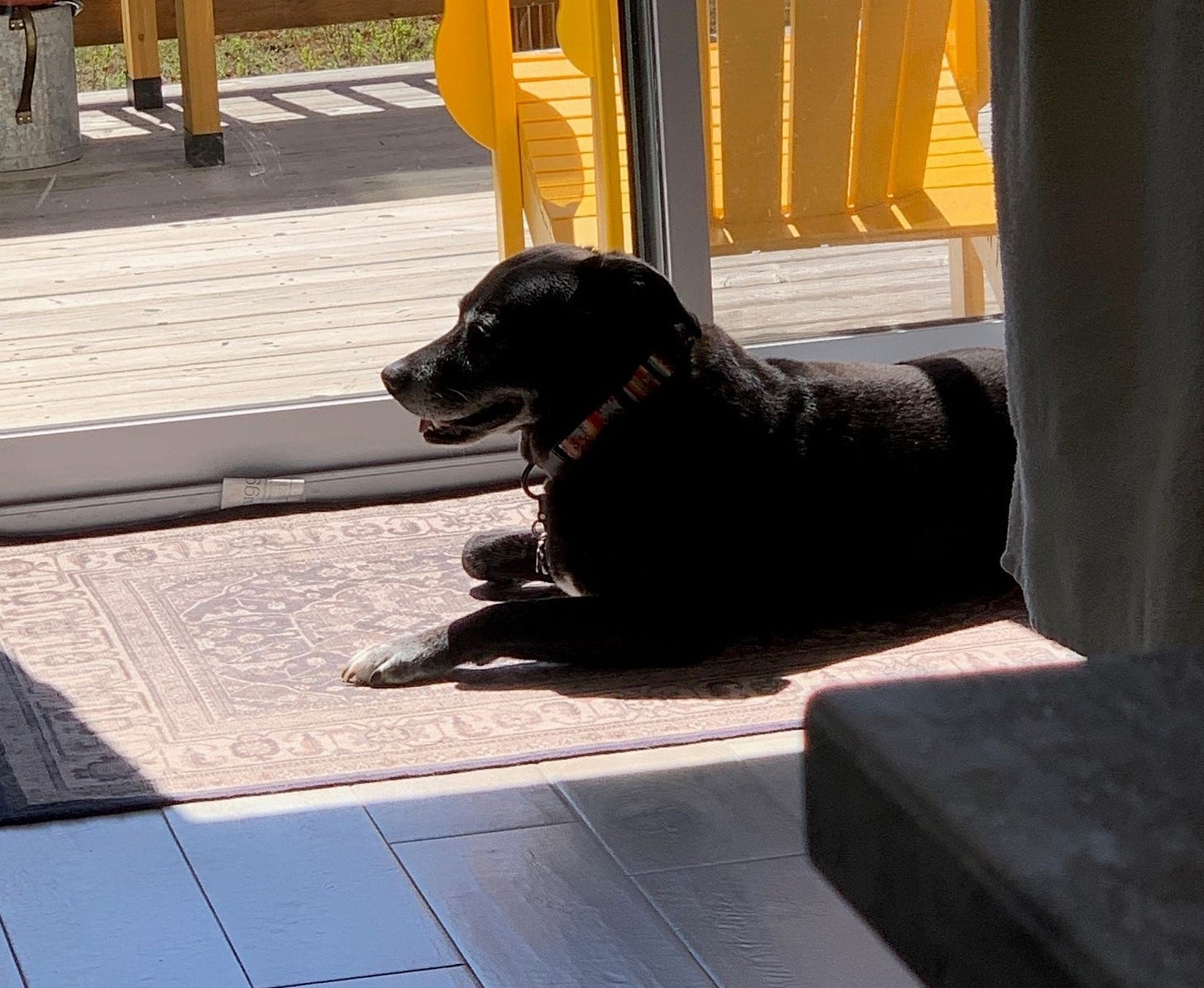Black dog on rug, sun shining through window