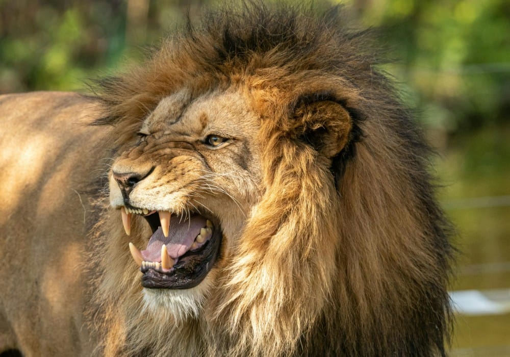 Angry lion roaring