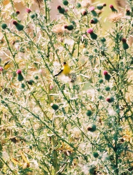 Goldfinch