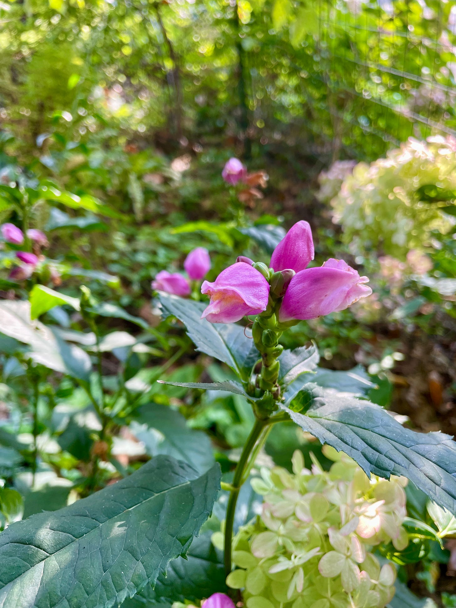 Chelone and Hydrangeas in the Woodland garden. 