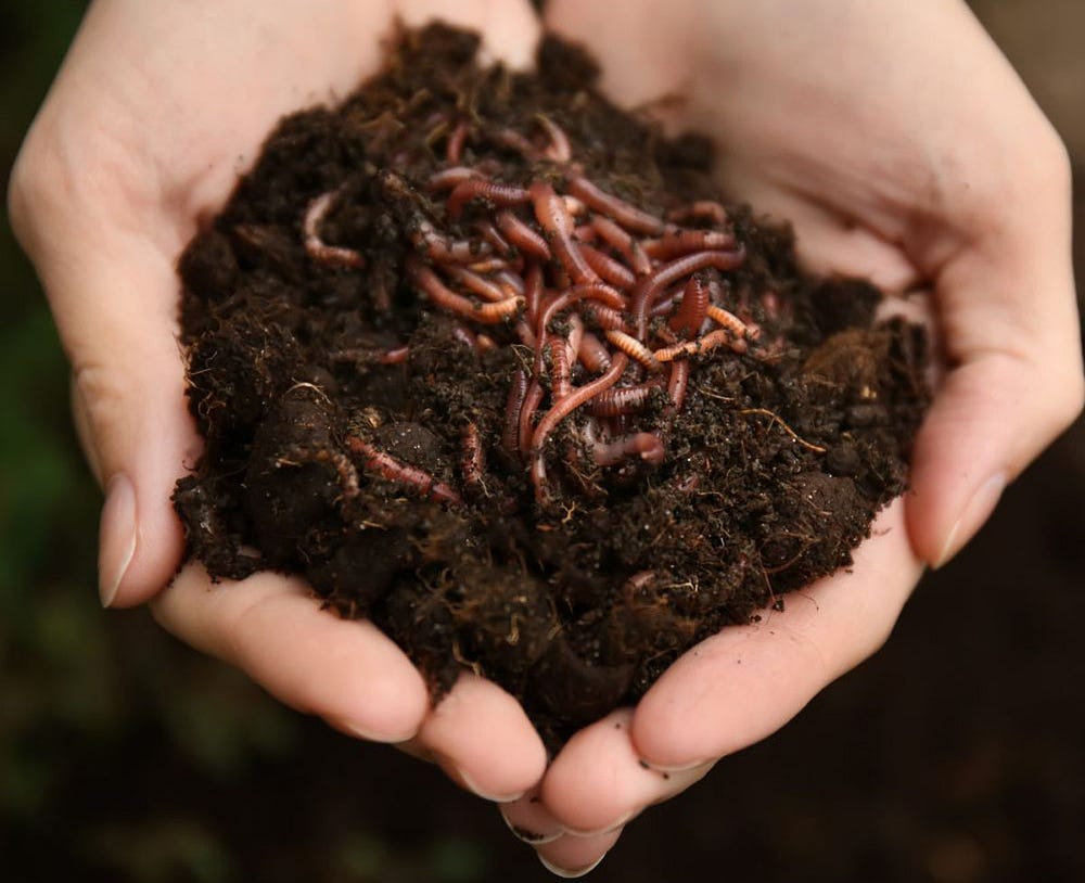 hands holding worms