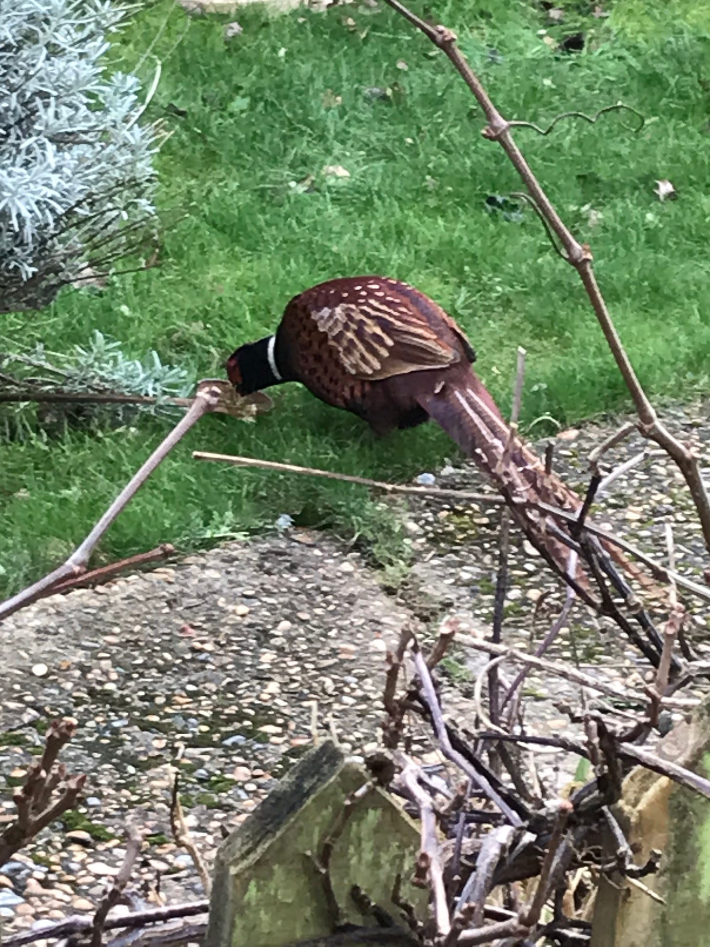a pheasant eating seed from the ground, standing on the grassy lawn in front of a rough concrete path