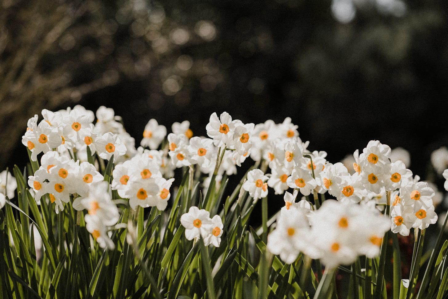 photo - a bank of small white daffodils with yellow trumpets