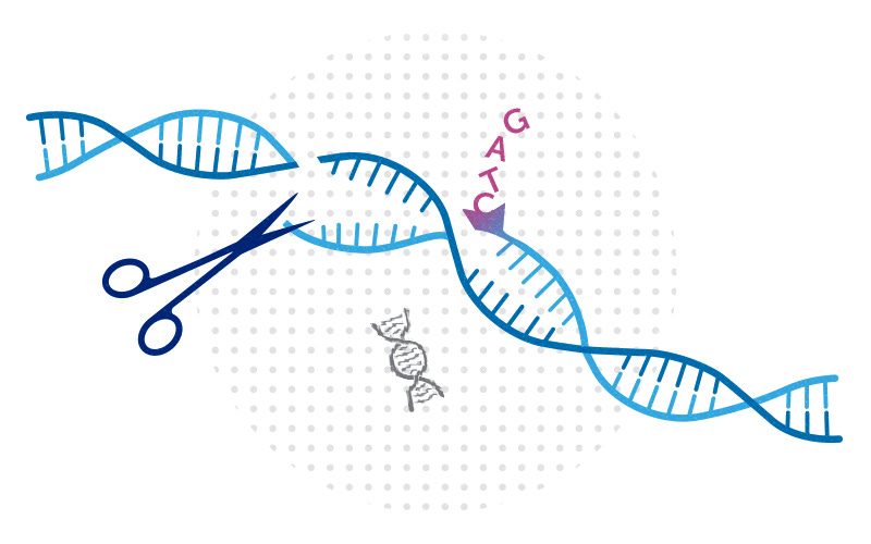 A pair of scissors making a double-strand cut in DNA, with a mobile element nearby.