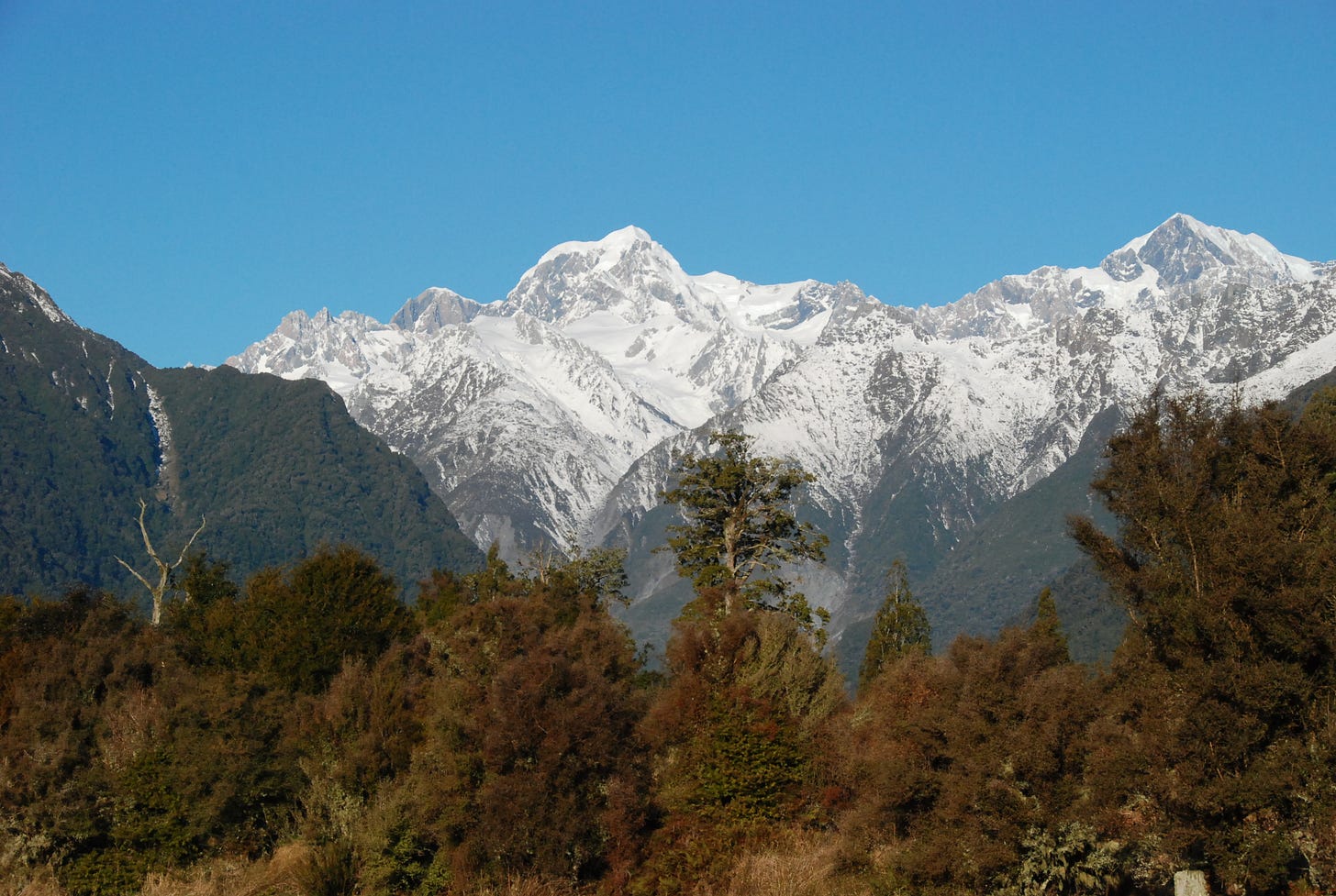 New Zealand's highest peak, Aoraki Mt Cook, as seen from the West Coast. The cloudless sky is brilliant blue, and there is native bush in the foreground.