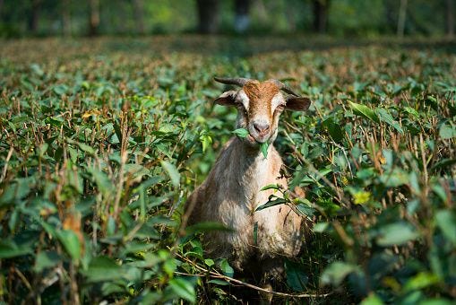 Goats Eating Grass And Tea Leaf On Farm Stock Photo - Download Image Now - iStock