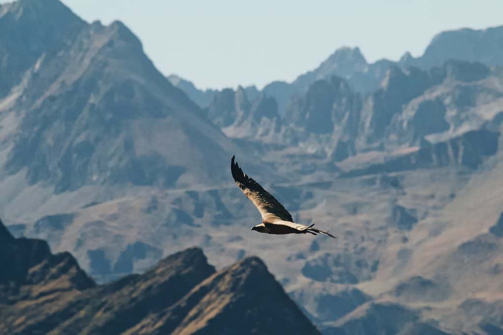 Eagle Flying Over Mountains