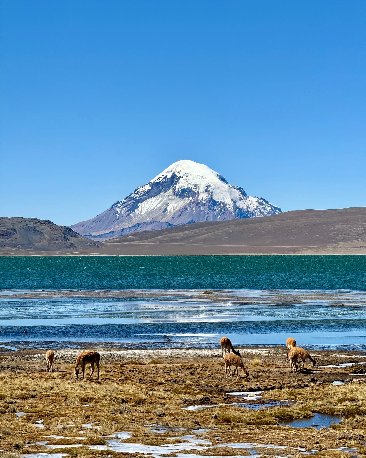 Vicuñas, laguna y volcán nevado en el Parque Nacional de Lauca, Chile. Foto de la autora.