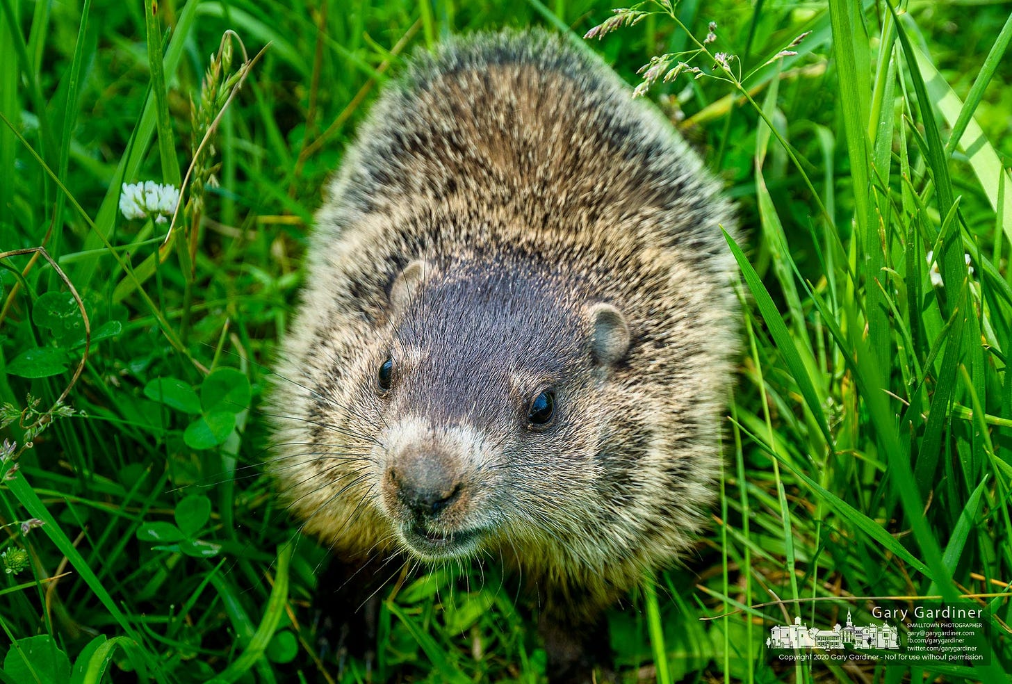 A groundhog stands it's ground when interrupted in a well-worn pathway through overgrown grass in the yard at the Braun Farm. My Final Photo for June 1, 2020.