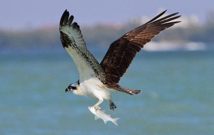 Florida Osprey Bringing Home Lunch