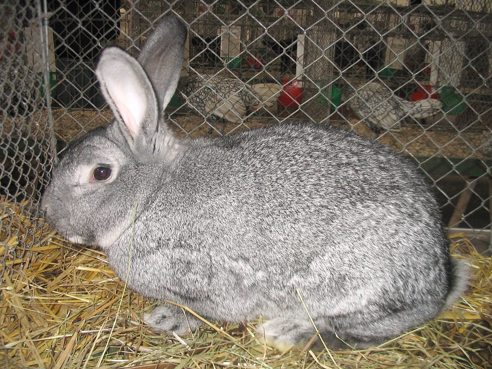 Chinchilla rabbit