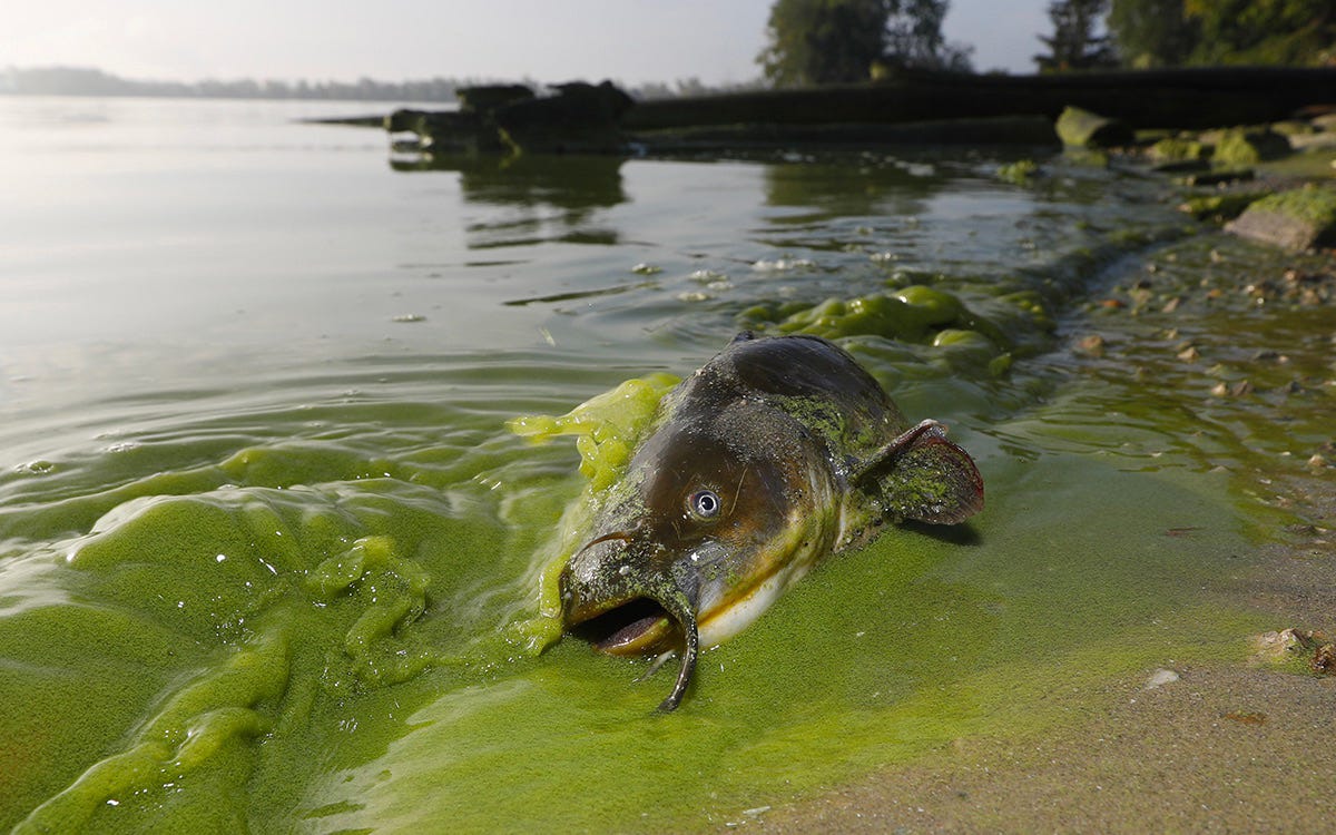 Dead fish in green algal soup at river's edge.