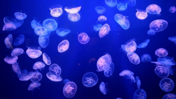 Many clear and white small jellyfish move across a blue background.