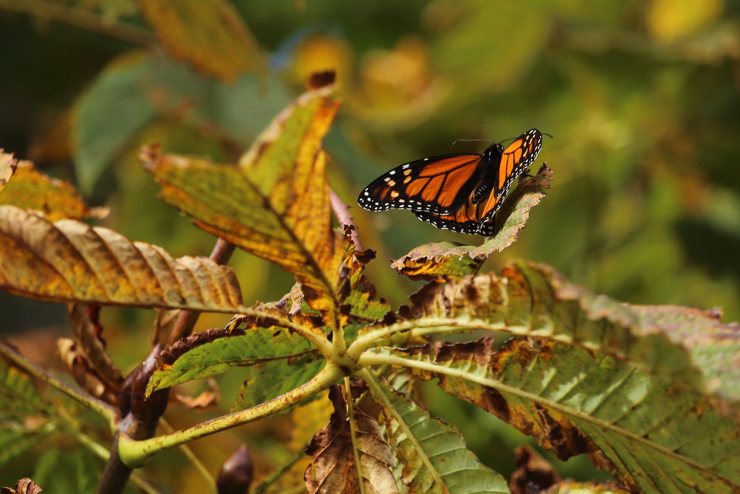 Monarch butterfly basking on horse chestnut tree in autumn. Otago, New Zealand.
