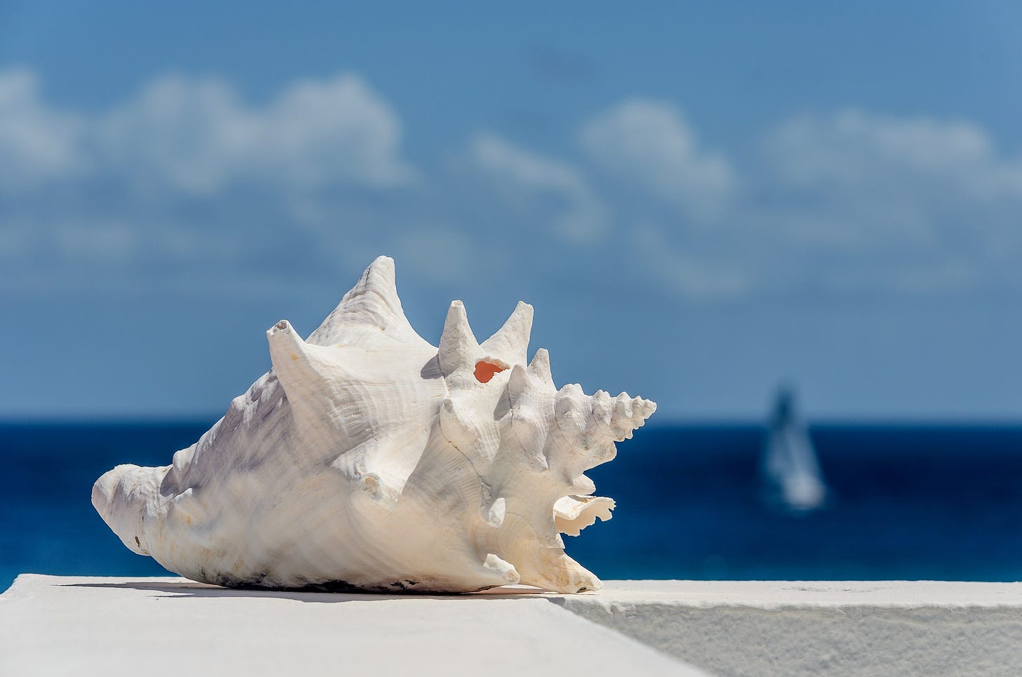 Conchiglia bianca in primo piano appoggiata su un muretto bianco. Lo sfondo è sfuocato e compaiono mare e cielo, più la sagoma di un'imbarcazione.