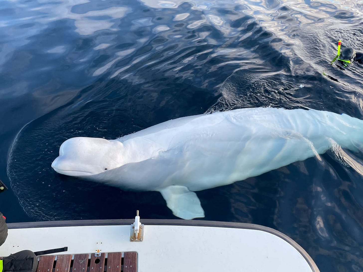 Meet Hvaldimir: The Beluga "Spy" Whale | OneWhale.org