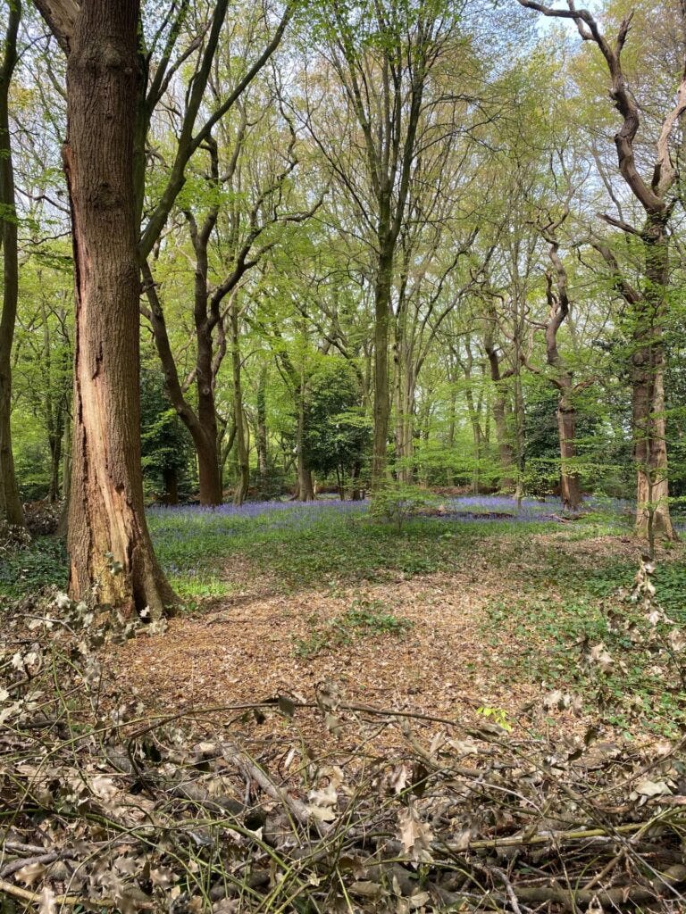 Bluebells in Highgate Woods