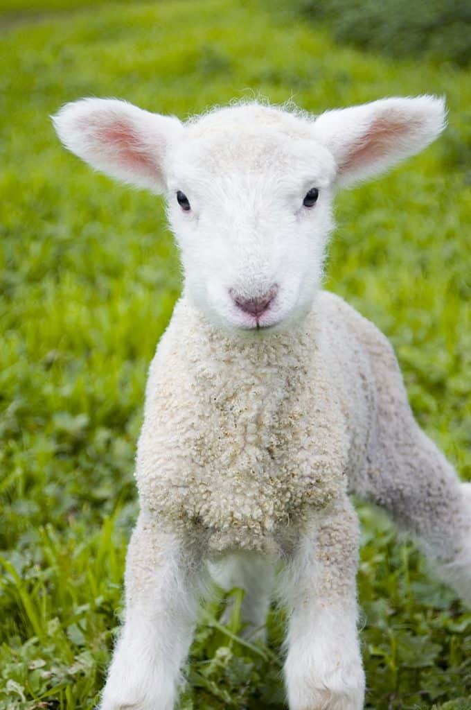 Jesus is the Lamb of God