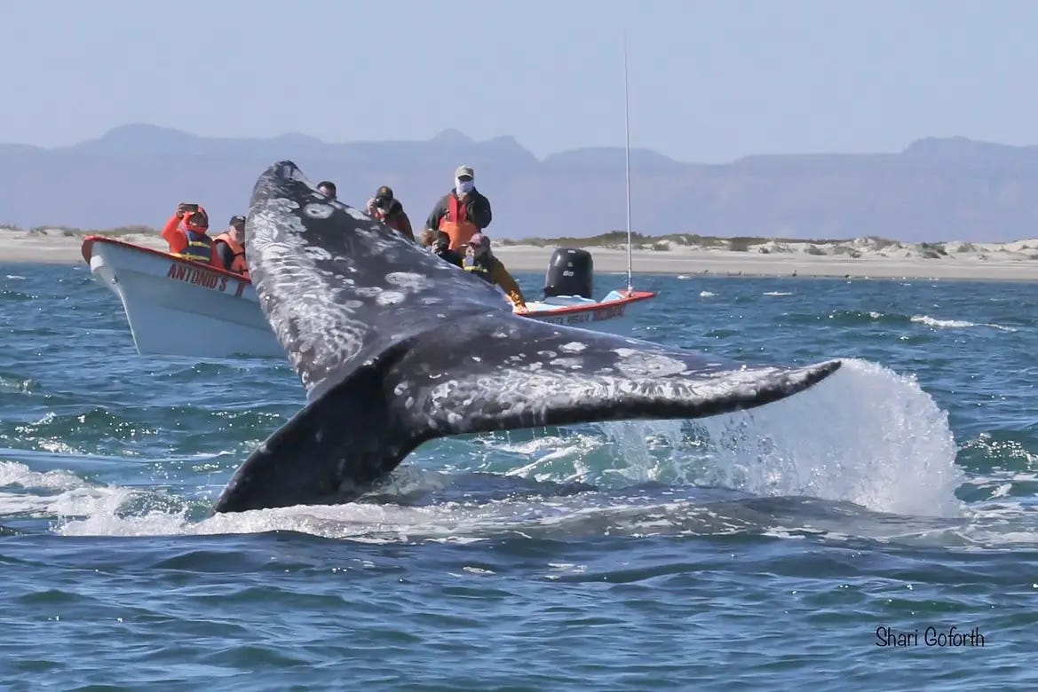 gray whale tail with boat in background