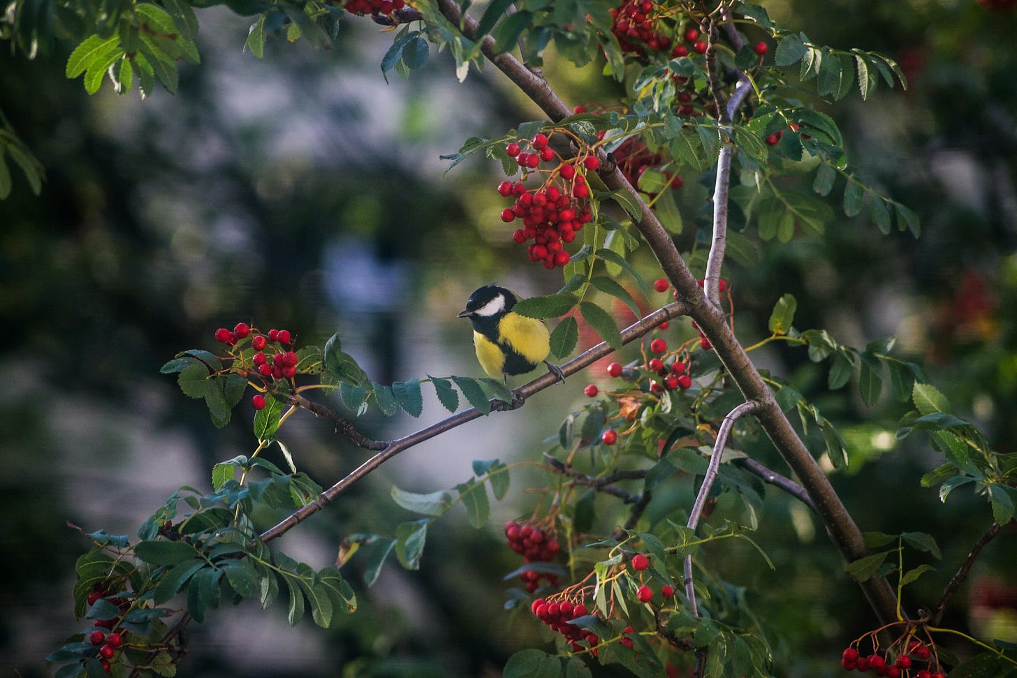 a great tit bird sitting on the branch of a rowan tree, groaning with berries.