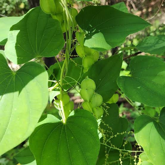 Wild Yam (Dioscorea villosa) Fruit & Flowers | Western Carolina Botanical  Club