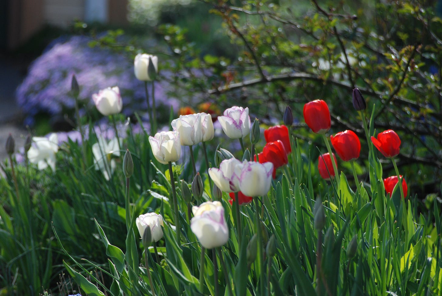 Tulips ‘Shirley’ and ‘Red Impression’ with purple Phlox subulata and early rose bush foliage.