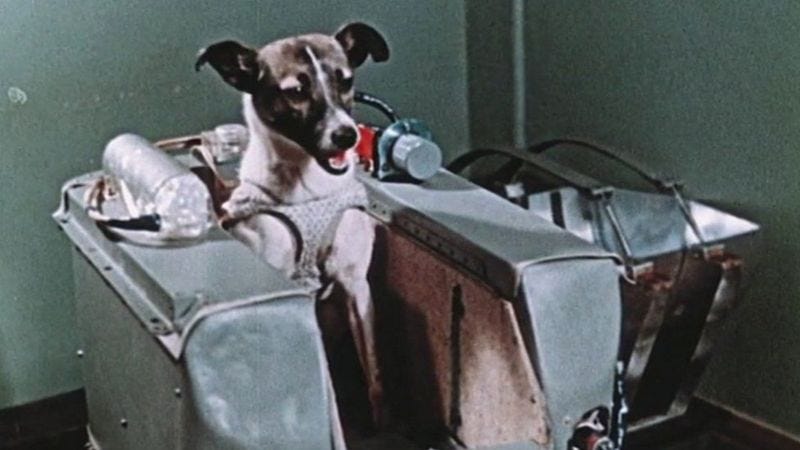 Foto colorizada da cachorra Laika em uma pequena acomodação estofada.
