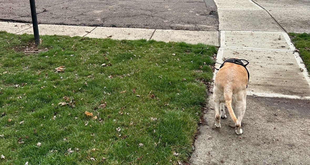A dog walking along a sidewalk from behind