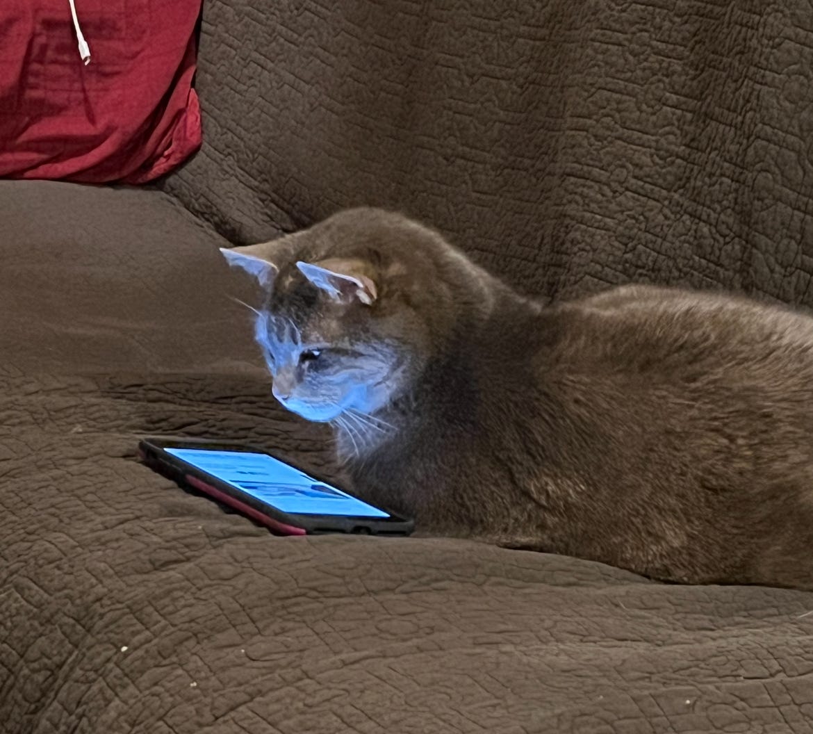A grey cat seemingly staring at the illumated phone sitting on the couch in front of her