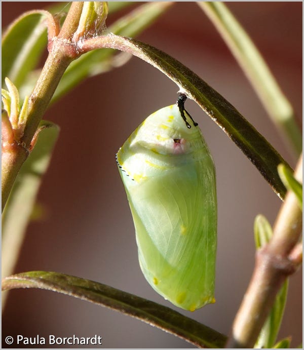 Watney as a chrysalis. Note red area that's probably related to the (formerly embedded) cactus spine.