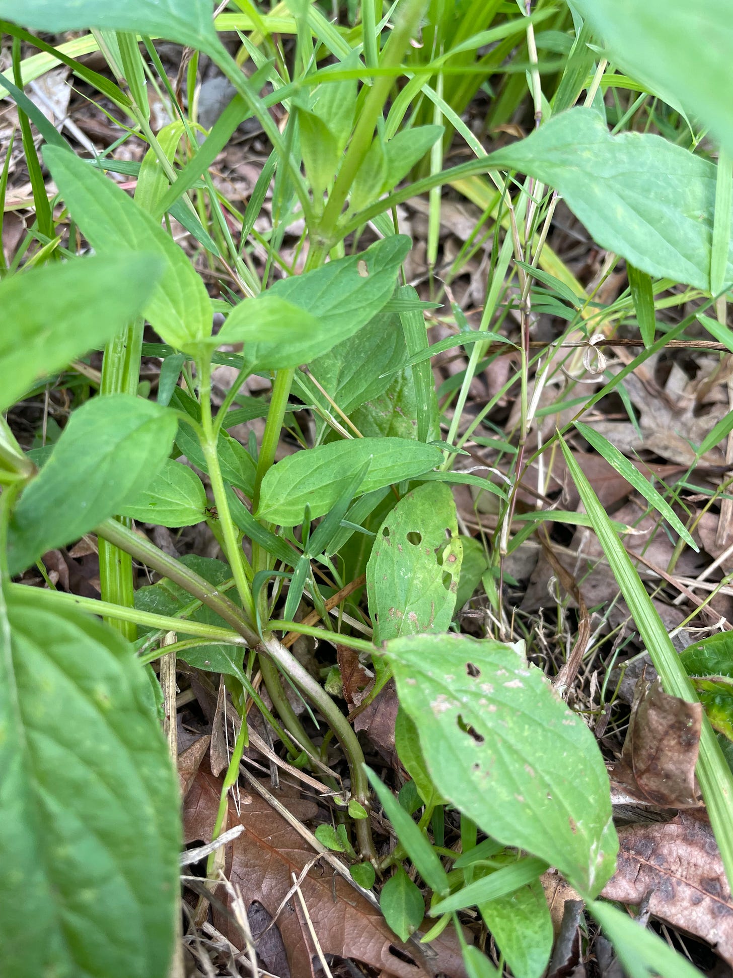 the base of heal all plant 