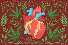 Heart Disease and Medical Marijuana ...