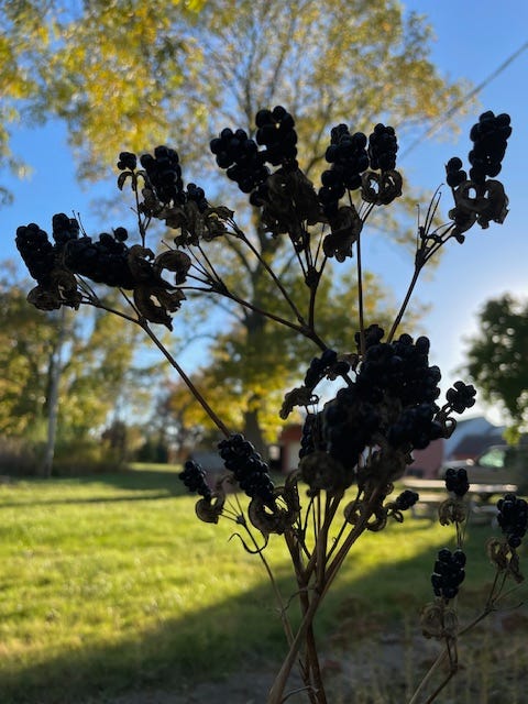 seed clusters that give blackberry lily its name