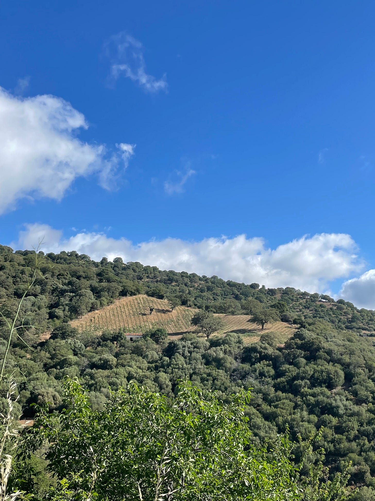 Sardinian vineyard