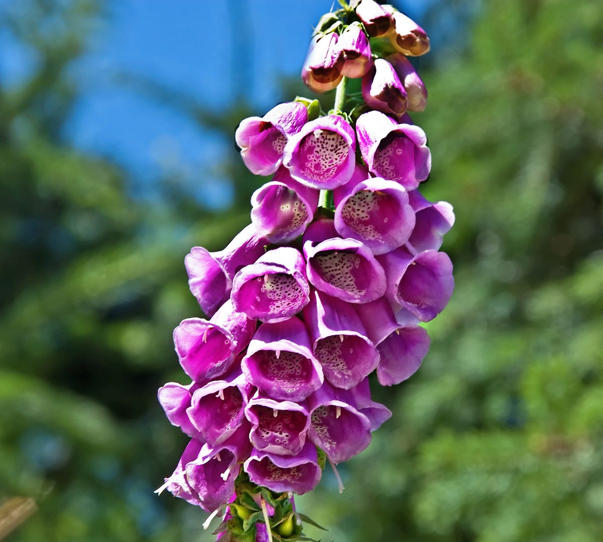 Foxglove