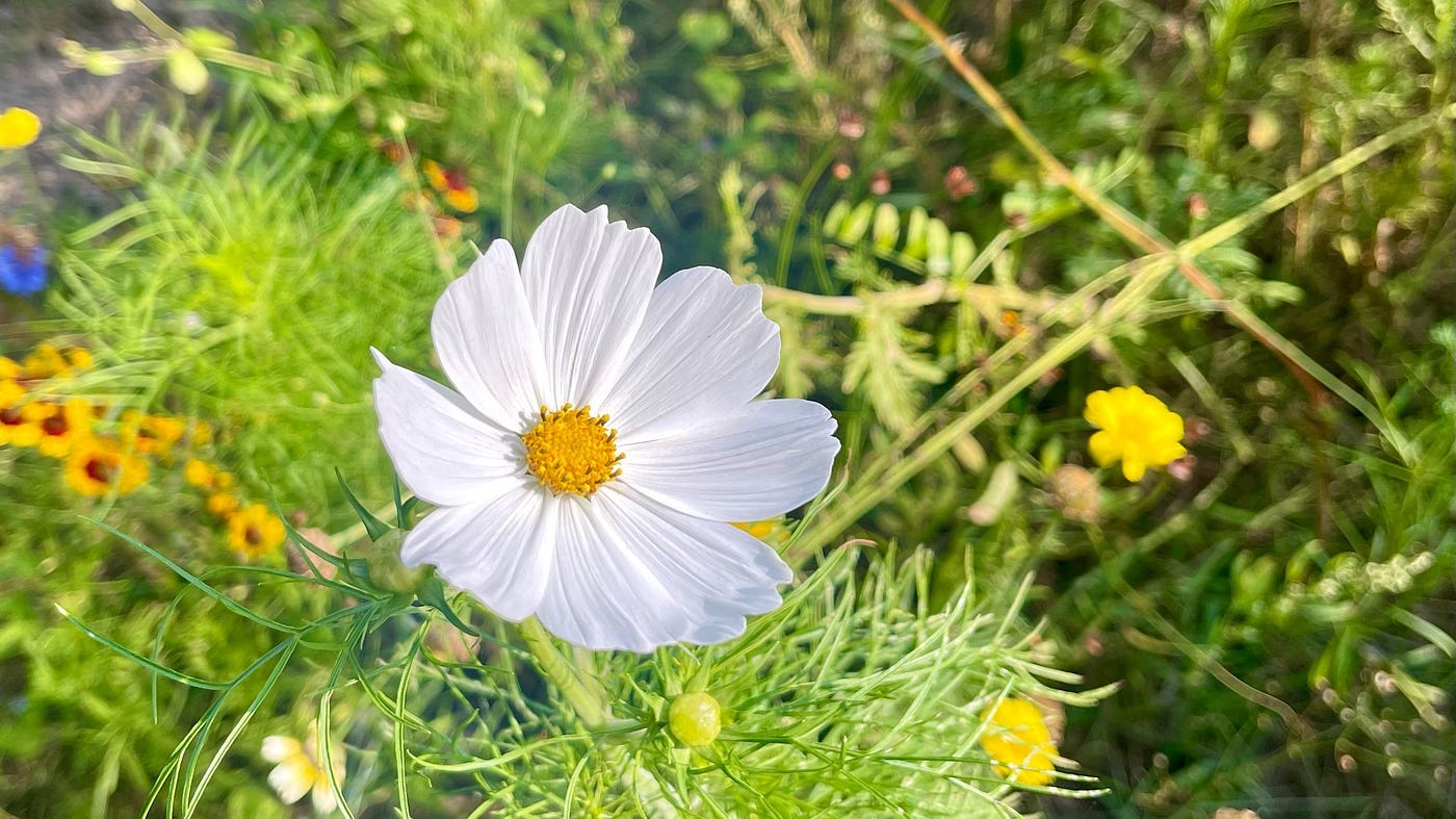 A beautiful small, bright-white flower surrounded by greenery