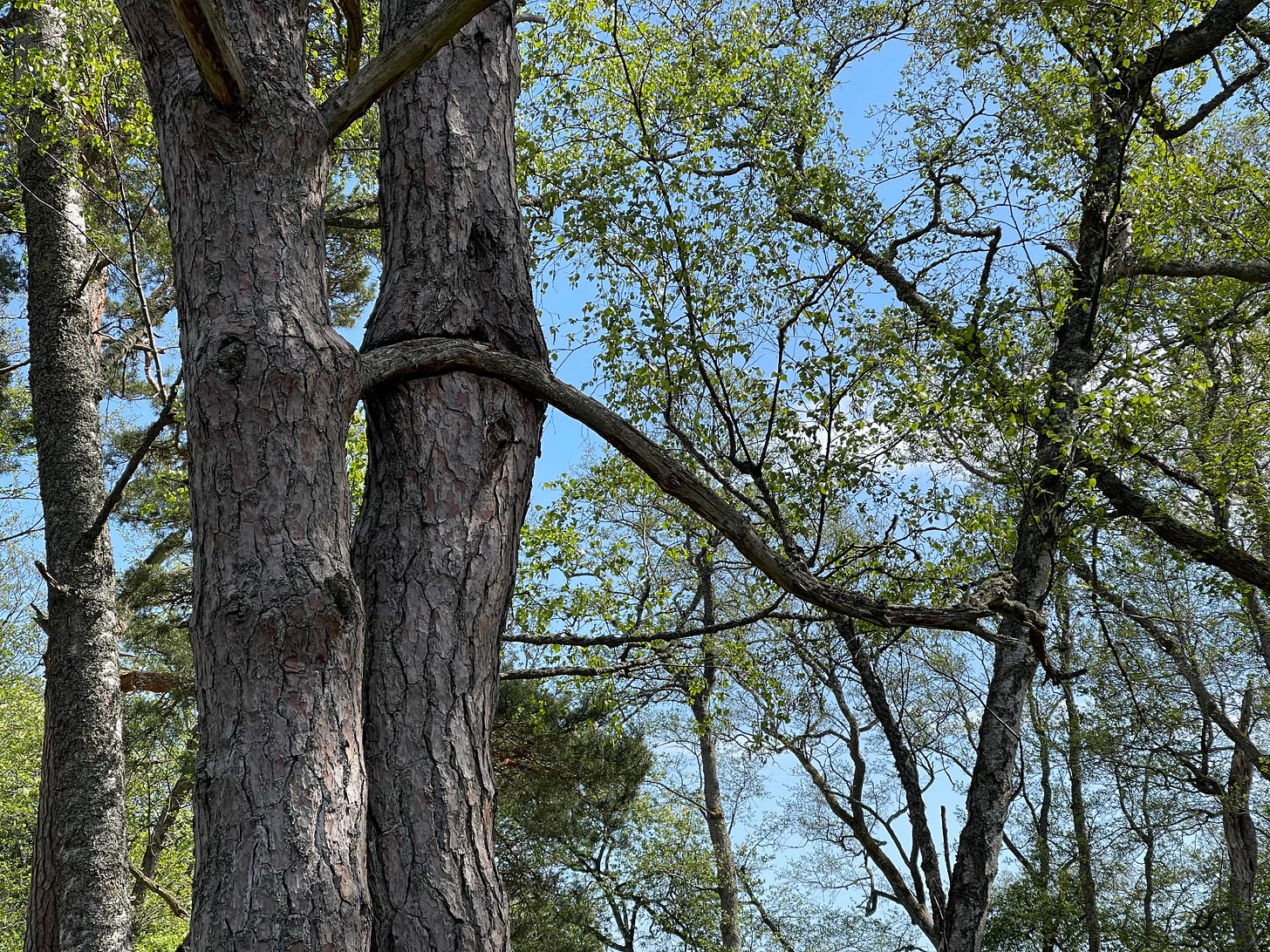 two trees growing close together with one grown around the other's branch