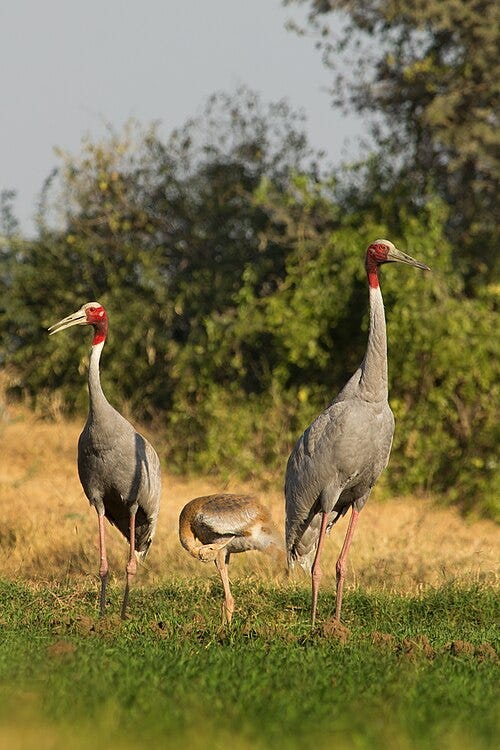File:Saras Cranes with a chick.jpg File:Saras Cranes with a chick.jpg