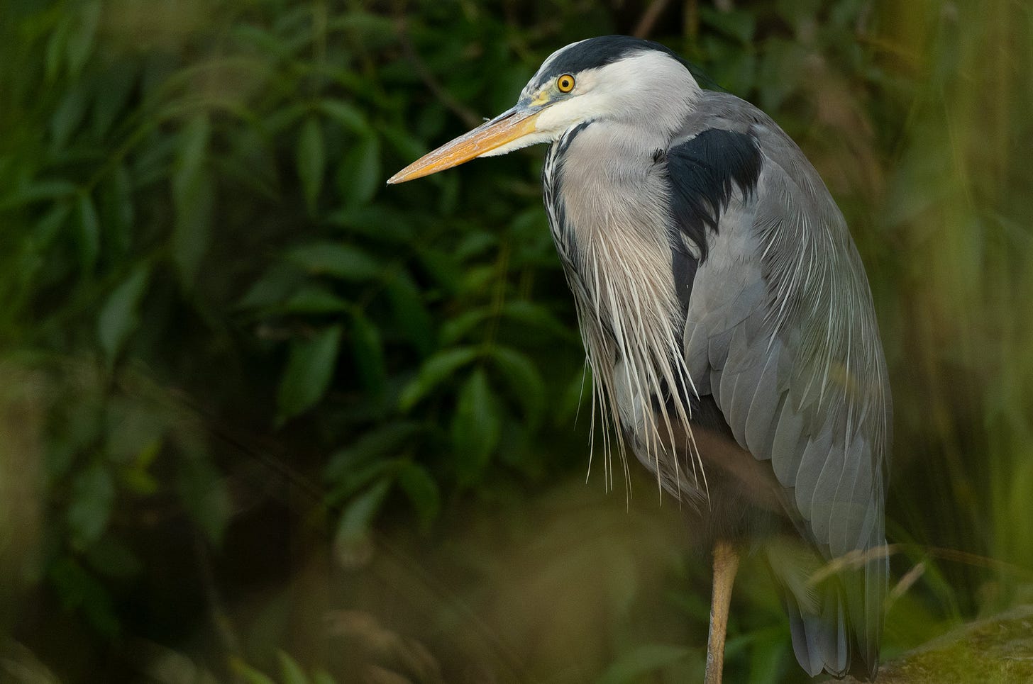 Photo of a grey heron standing still in front of bushes