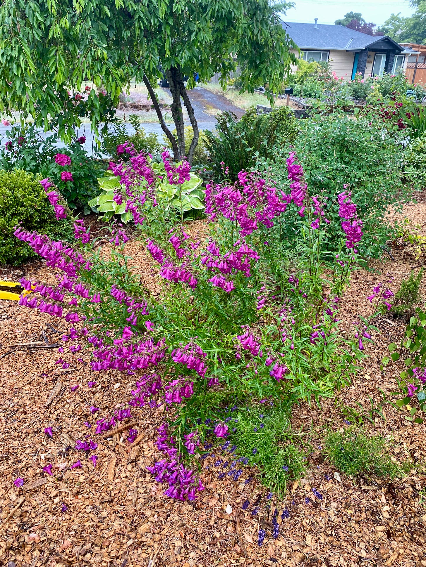 Verdant garden with a large, blooming penstemon in the foreground Verdant garden with a large, blooming penstemon in the foreground