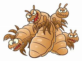 Image result for lice cartoon images