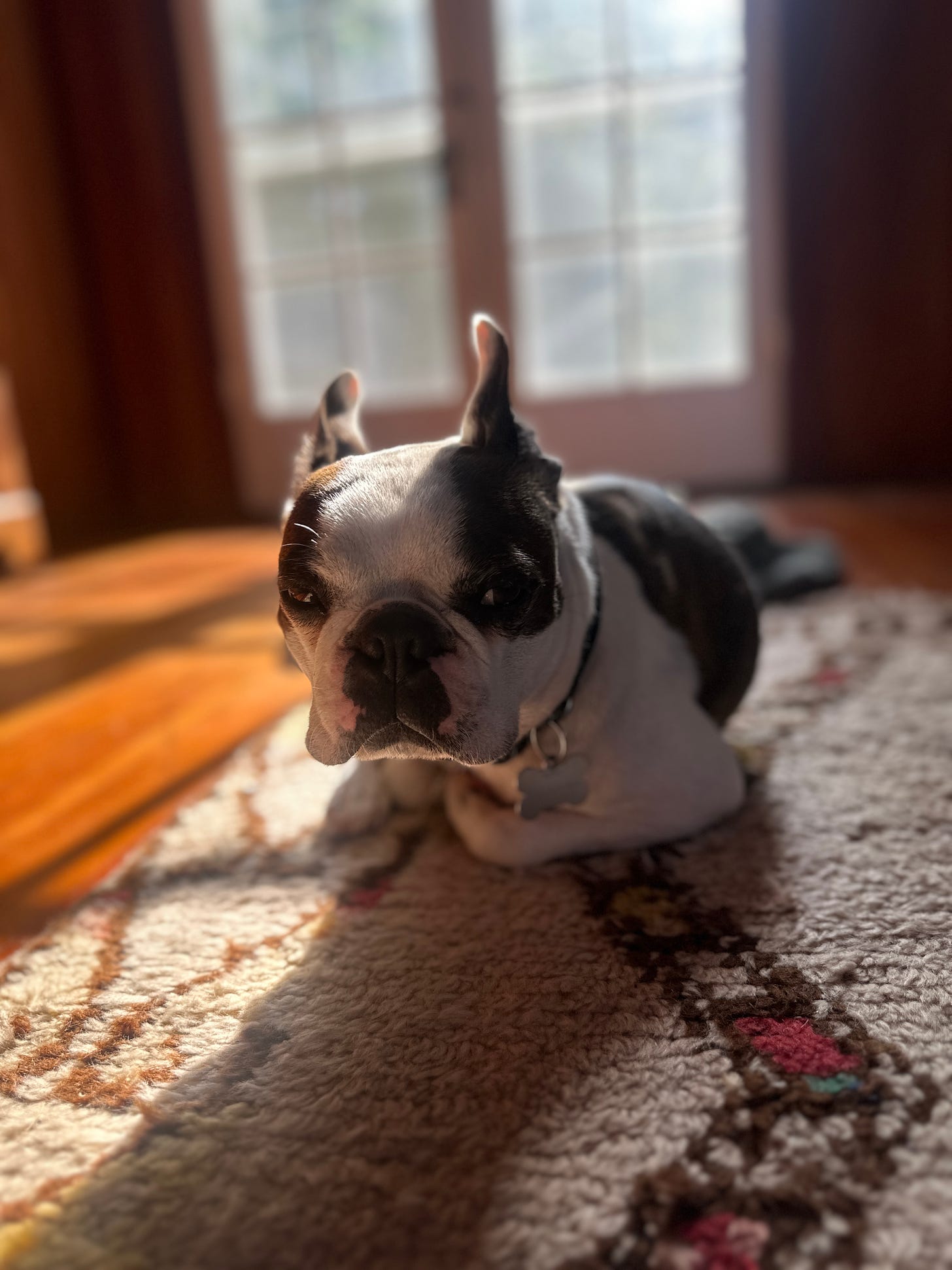 Photo shows a Boston Terrier dog sitting on a cream and brown rug with the sun shining down on him through a dirty window behind him