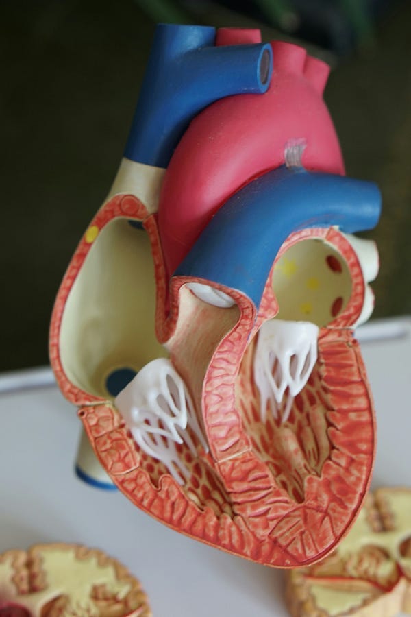 Model of a Heart Model of a Heart