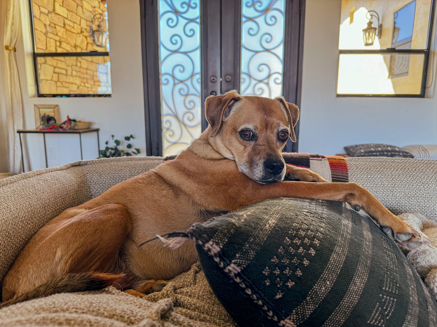A brown dog lays on couch pillows with his legs outstretched. He is looking at the camera and has some white hair on his muzzle.