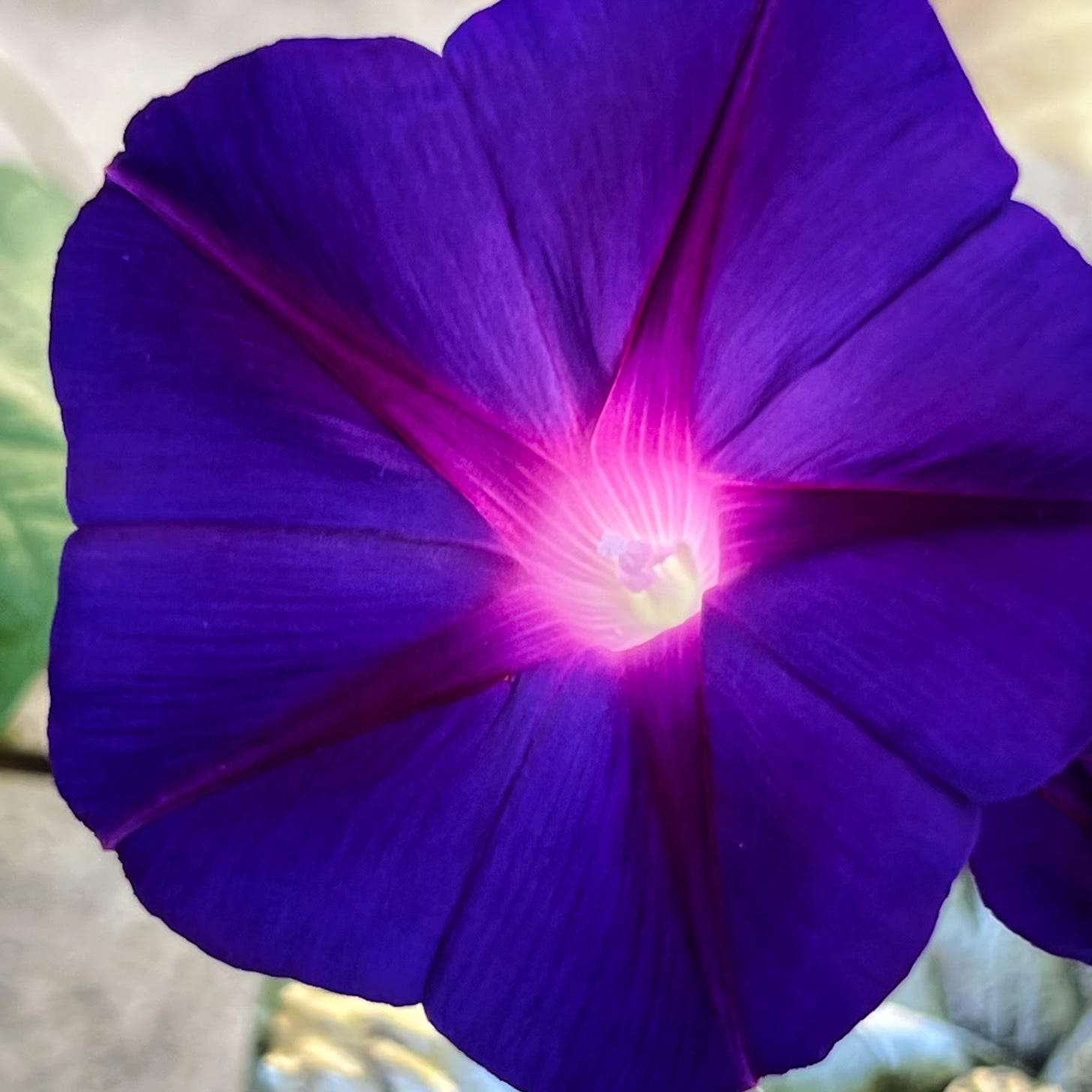 The frame is filled with a dark blue morning glory blossom with a bright pink and white center.