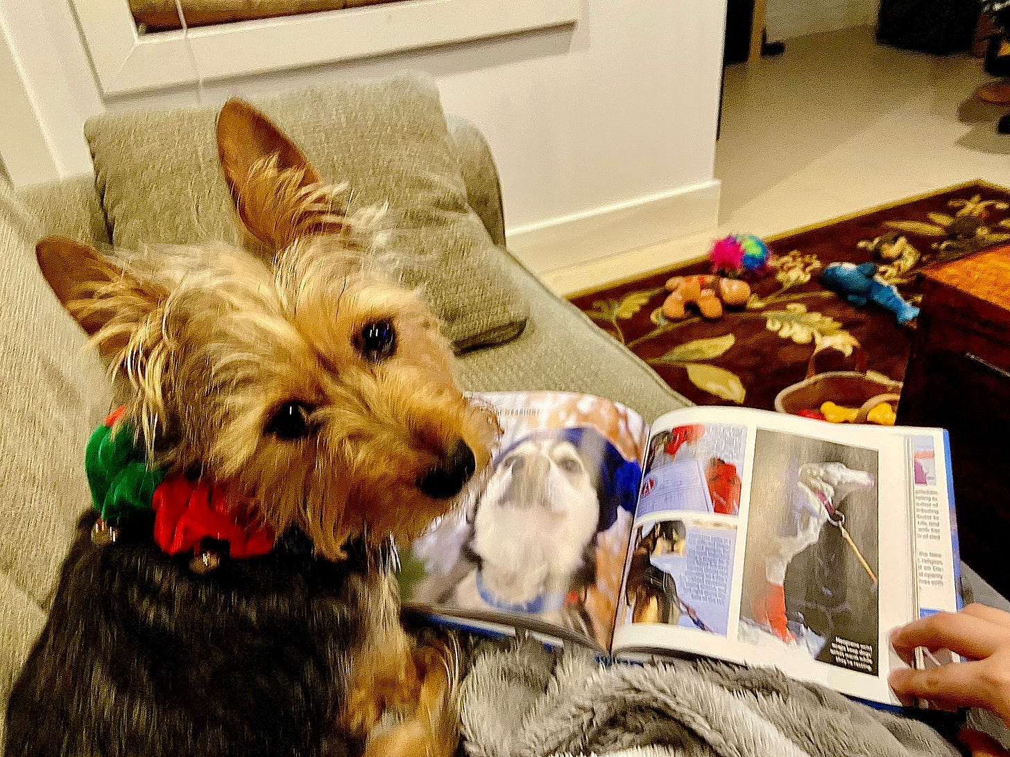 A tan and black terrier sitting on a couch with a book full of dog pictures in front of her