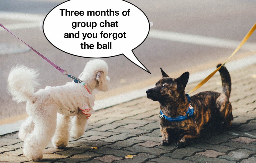 two dogs meet and one says three months of group chat and you forgot the ball