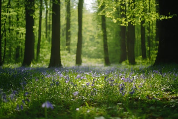 Spring Forest Images - Free Download on Freepik